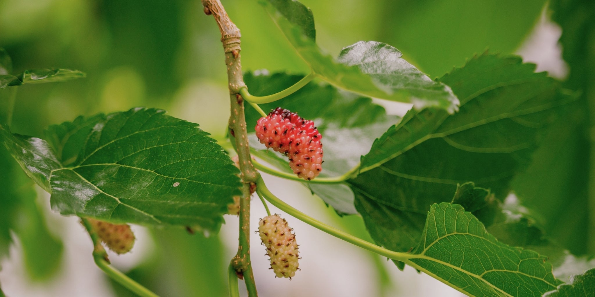 Il Sistema Seta Mulberries nel Laos