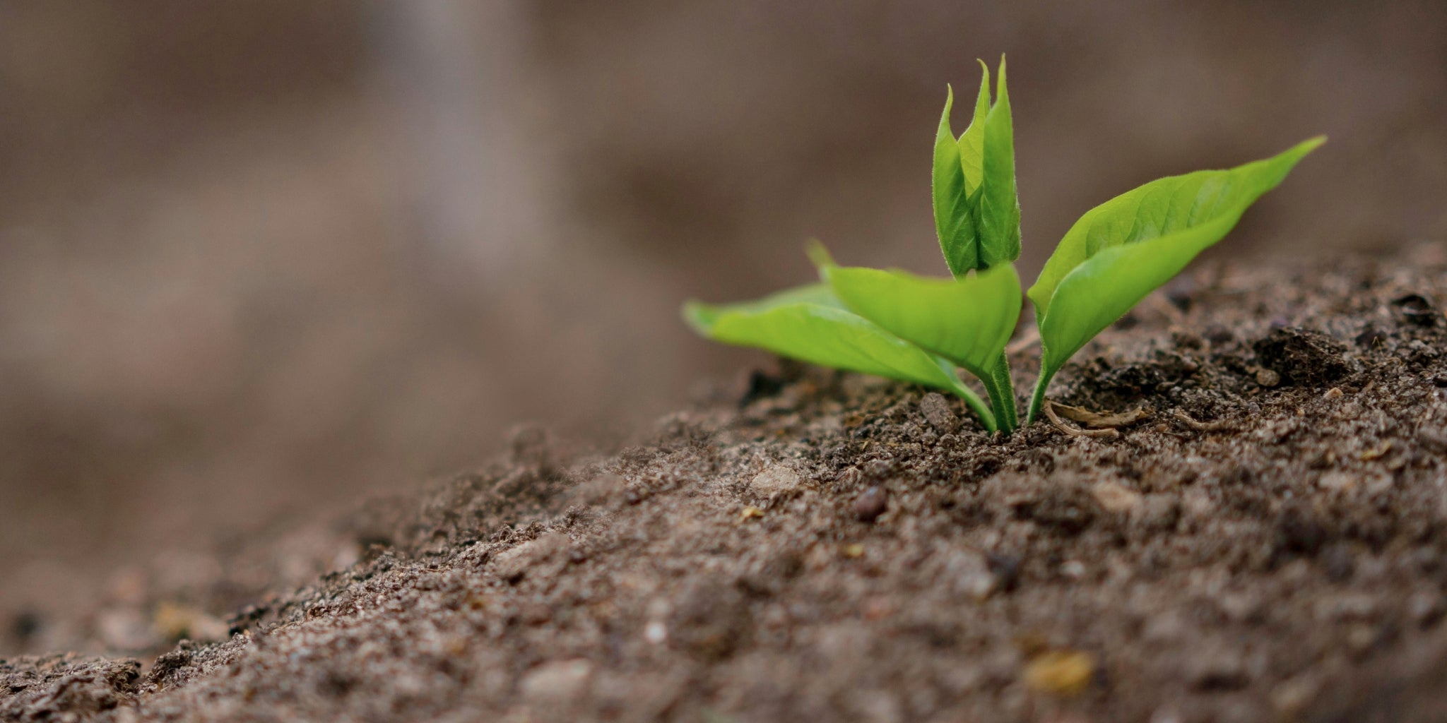 Imbottitura ecologica per natura, imbottitura di seta naturale e biologica