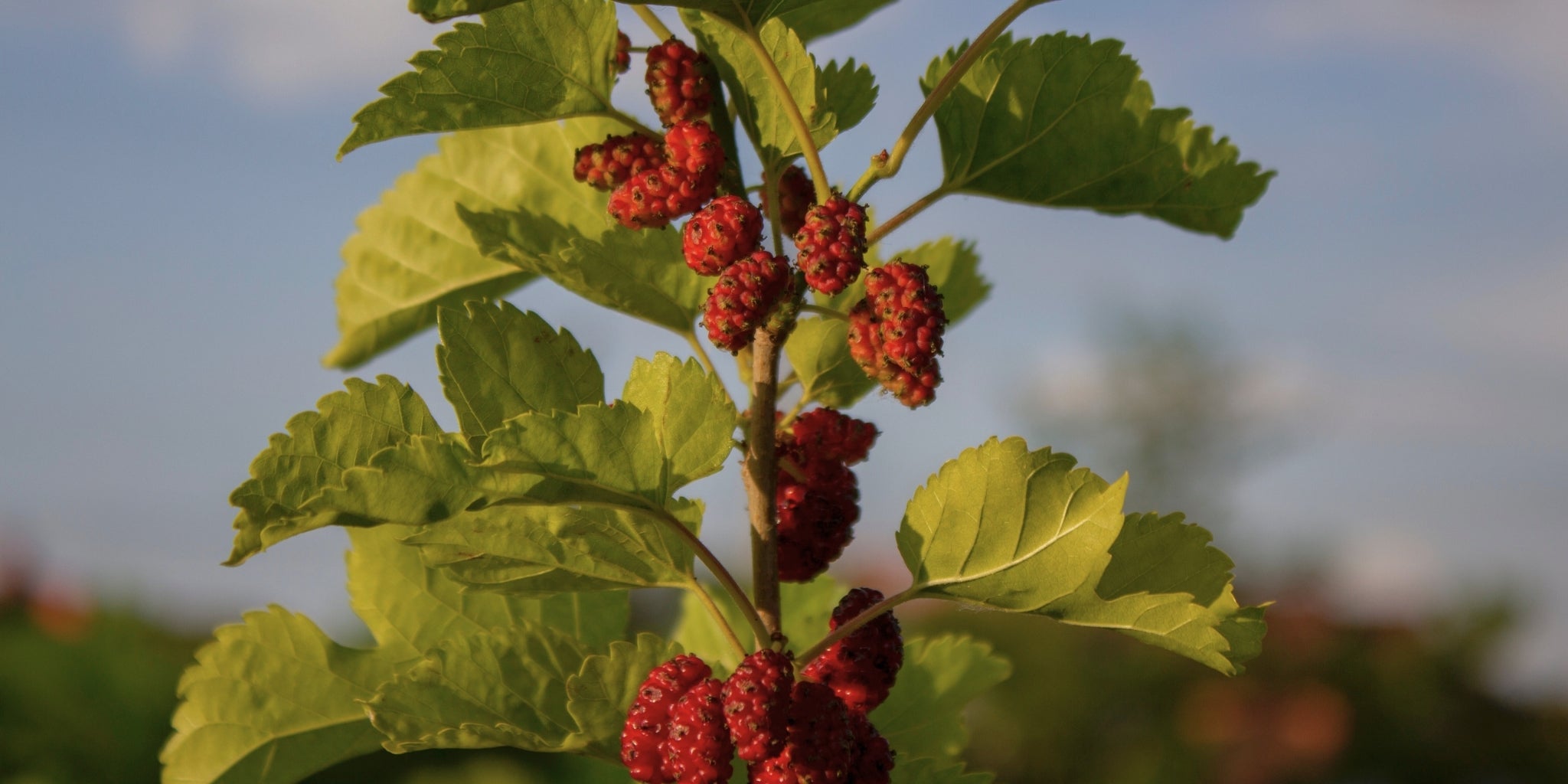 L’agroecologia per salvaguardare le risorse naturali e la biodiversità