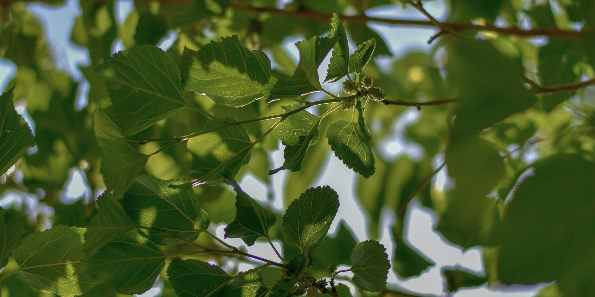 La Seta di Gelso per l'imbottitura naturale più sostenibile