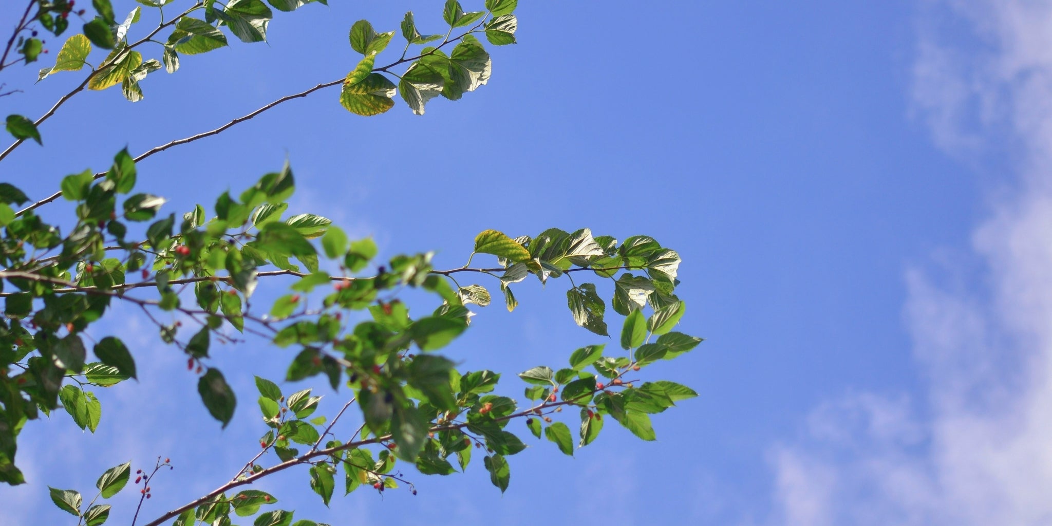 Setino, il piumino ecologico con imbottitura naturale, combatte l'inquinamento riducendo il livello di CO2