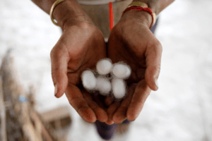 silk cocoons to decline opium production