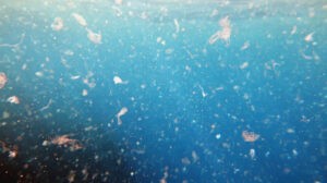 Effetti delle microfibre plastiche da prodotti tessili sugli oceani