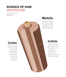 struttura del capello