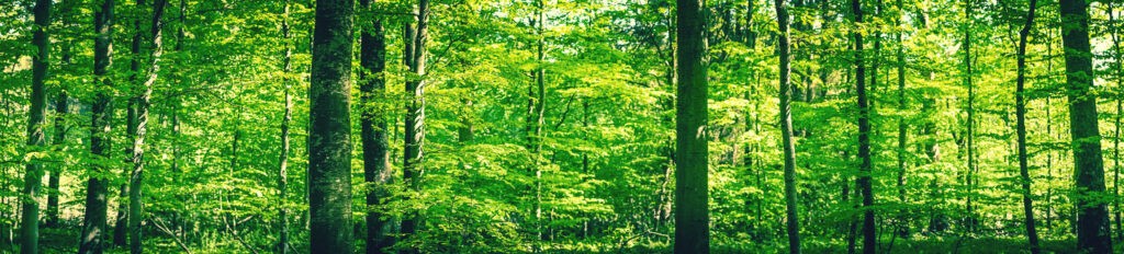 foresta di alberi 